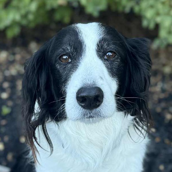 Cooper, the dog